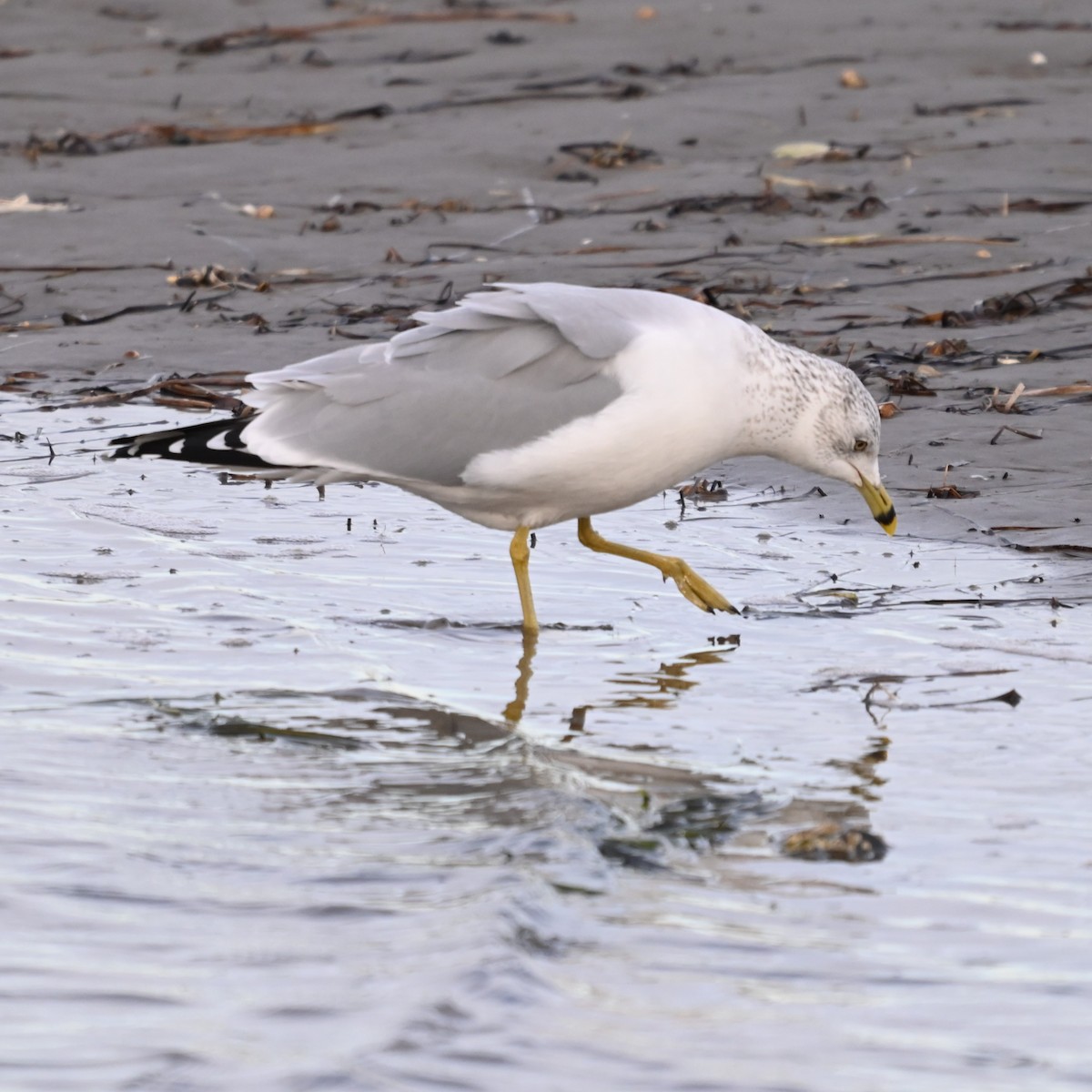 Delawareko kaioa - ML646870273