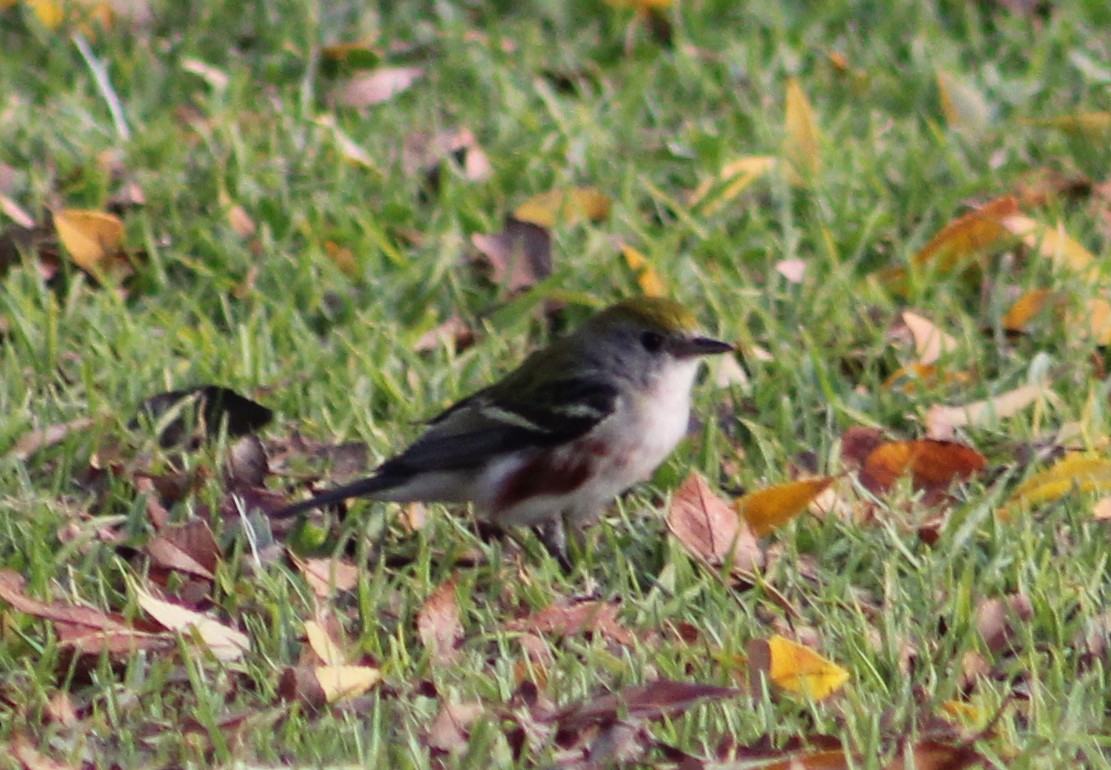 Chestnut-sided Warbler - ML646870277