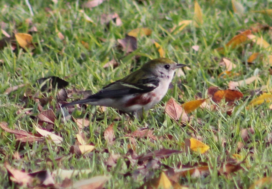 Chestnut-sided Warbler - ML646870278