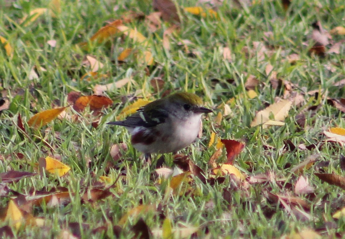 Chestnut-sided Warbler - ML646870279