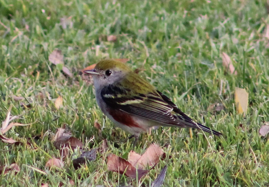 Chestnut-sided Warbler - ML646870280