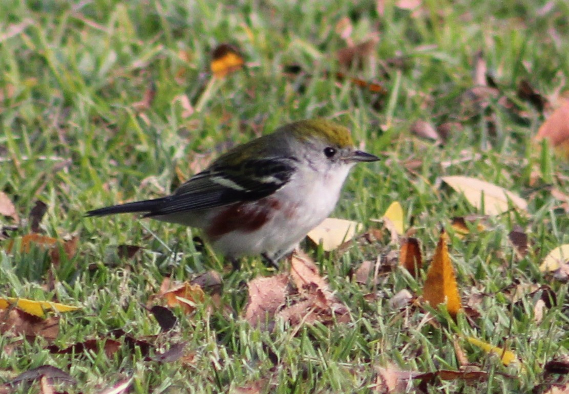 Chestnut-sided Warbler - ML646870281