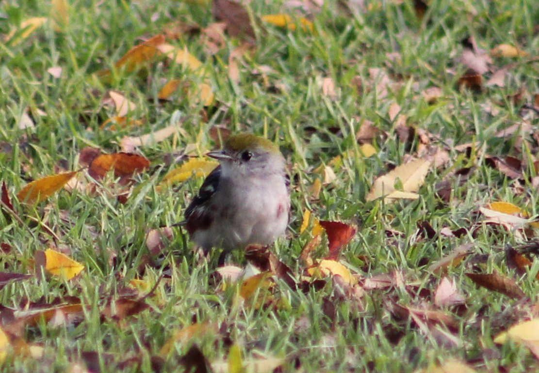 Chestnut-sided Warbler - ML646870282