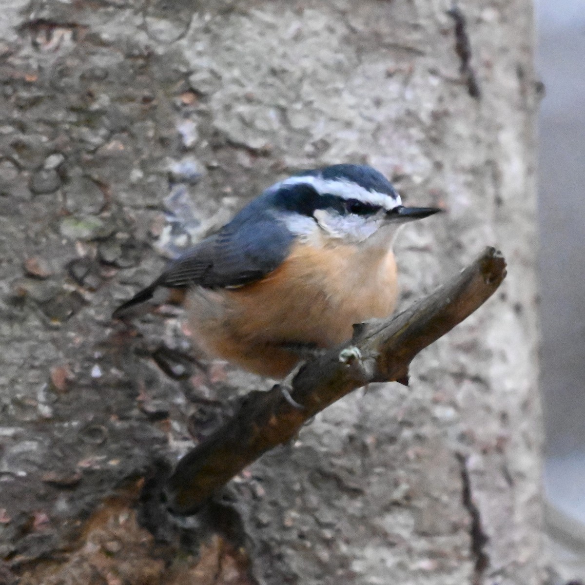 Garrapo kanadarra - ML646870285