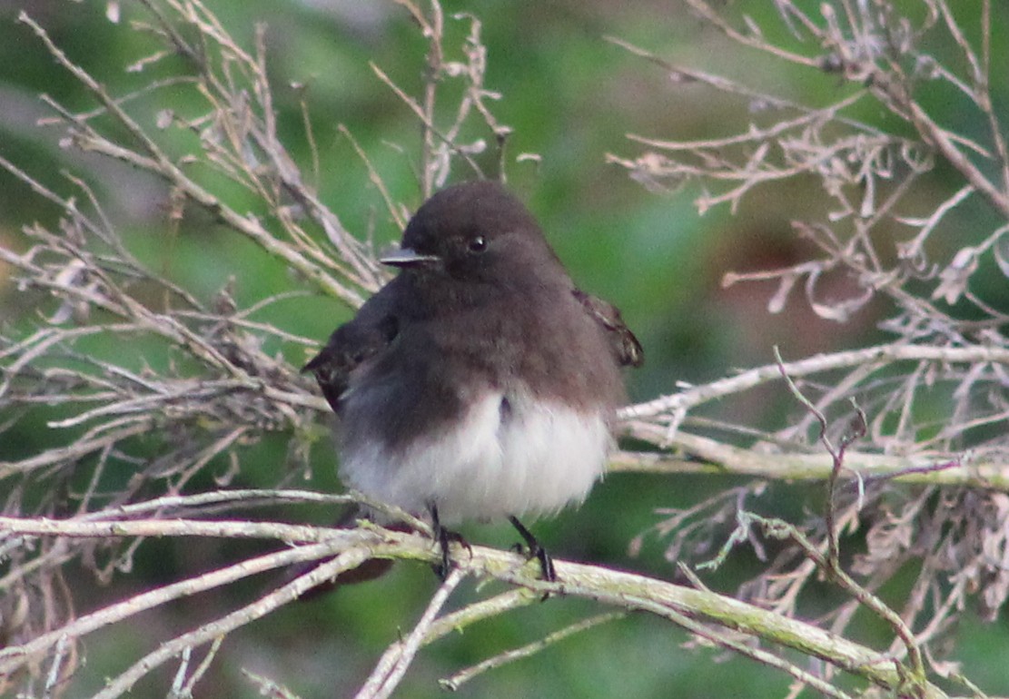 Black Phoebe - ML646870286