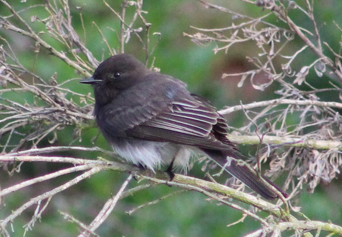Black Phoebe - ML646870287
