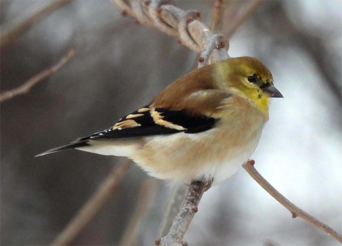 American Goldfinch - ML646870291
