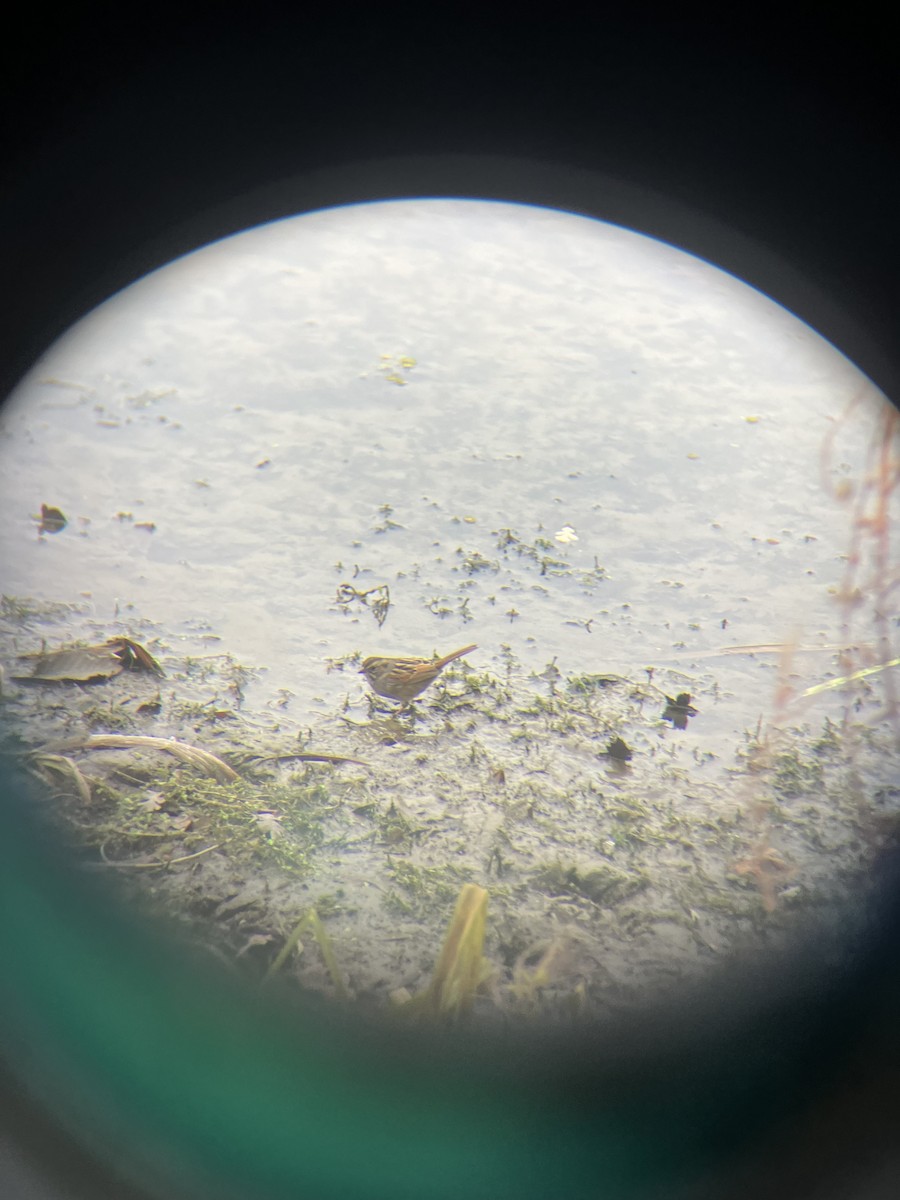 Пасовка болотяна - ML646870294