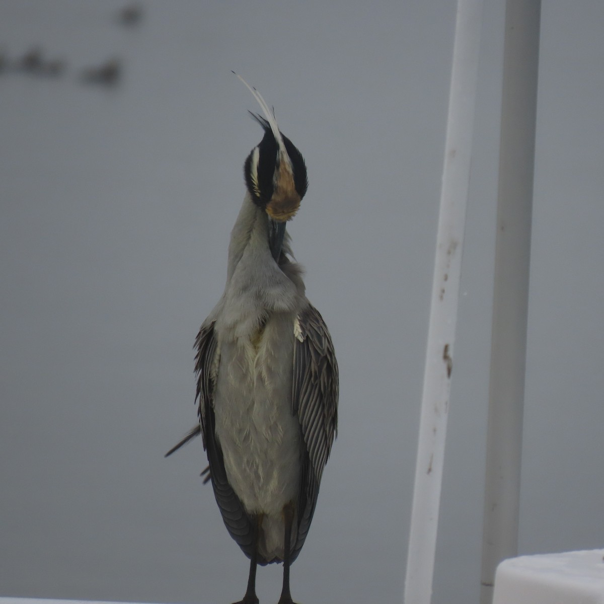 Sarı Tepeli Gece Balıkçılı - ML646870296