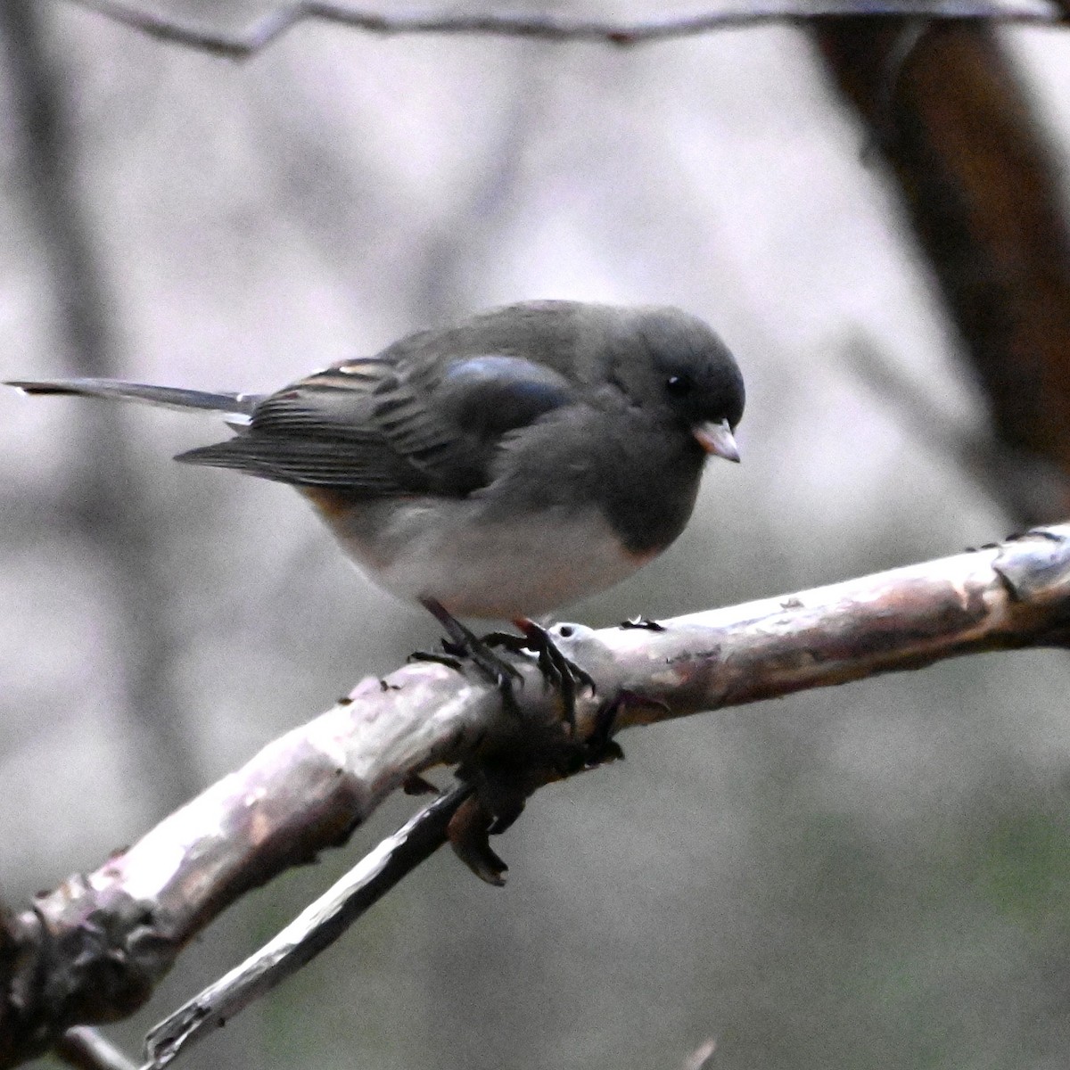 Dark-eyed Junco - ML646870297