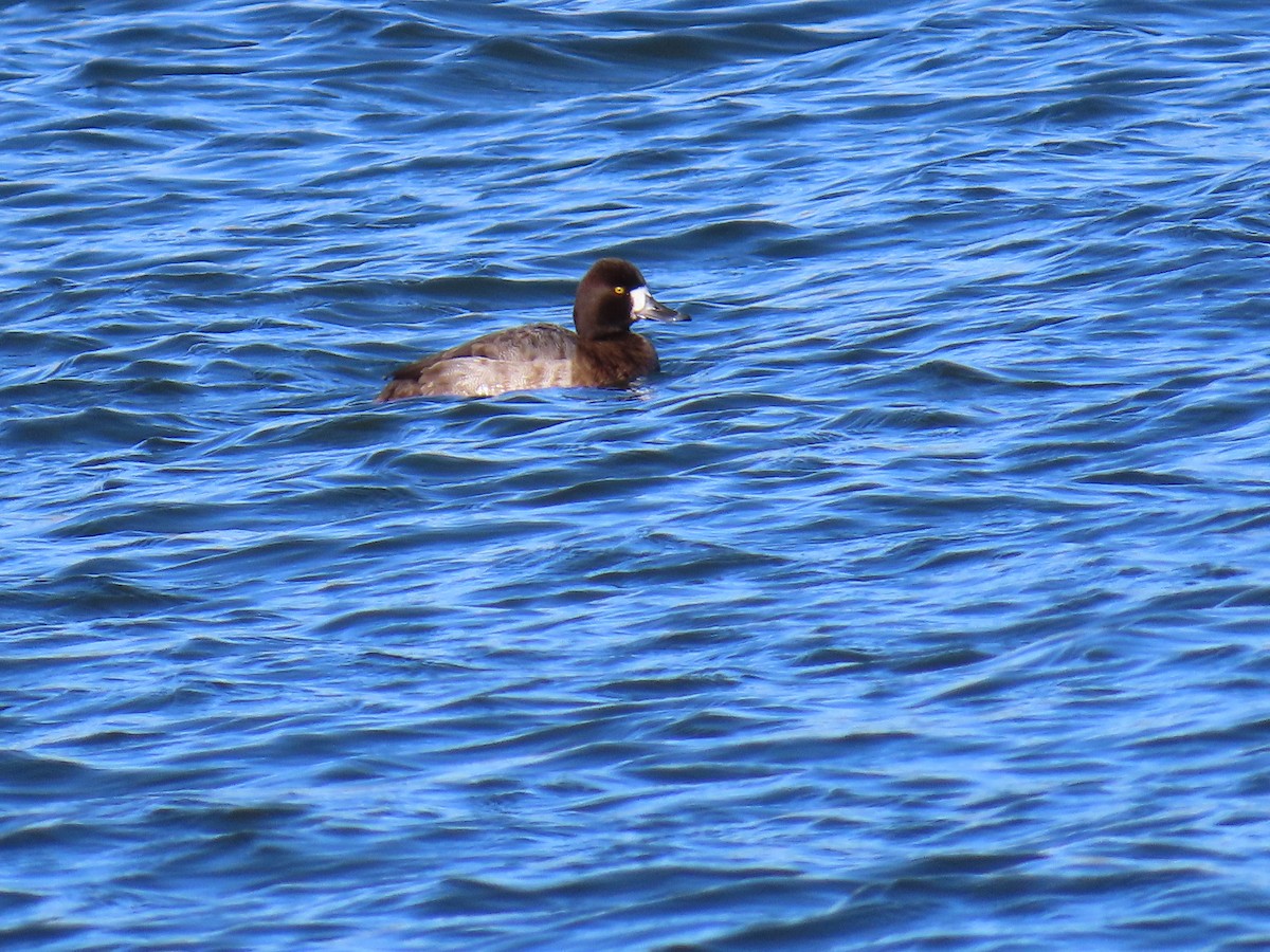 Чернь американська - ML646870301