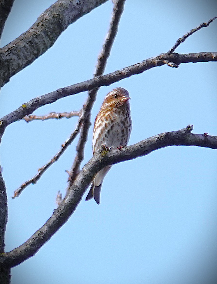 Purple Finch - ML646870310