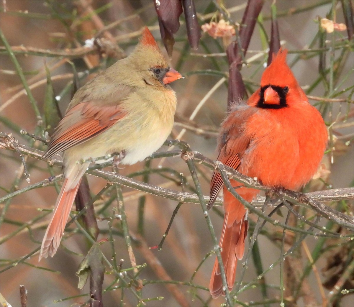 Northern Cardinal - ML646870311