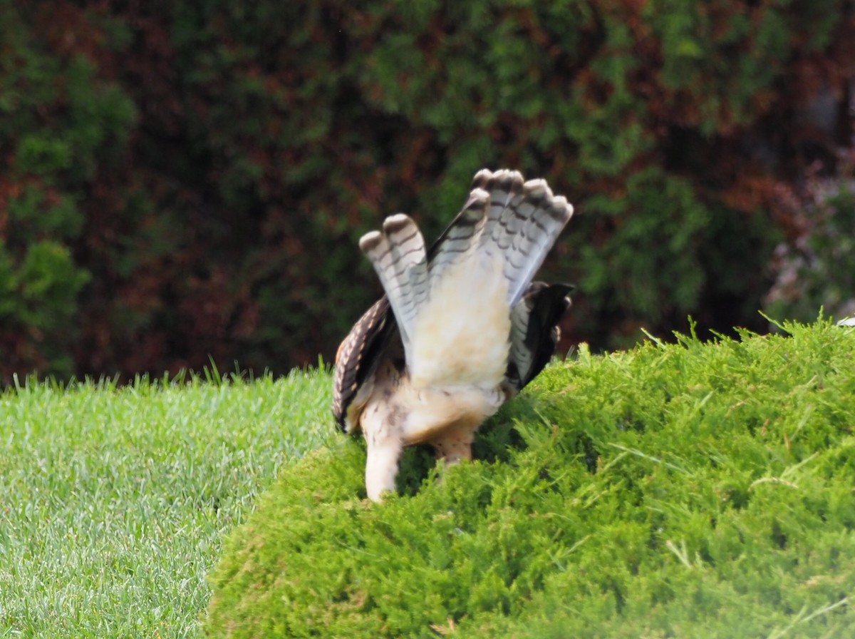 Buse de Swainson - ML646870312