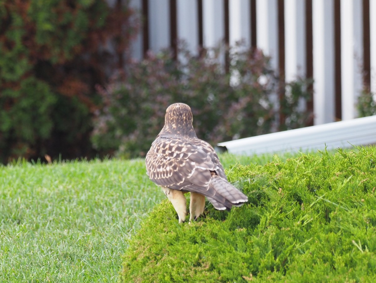 Buse de Swainson - ML646870313