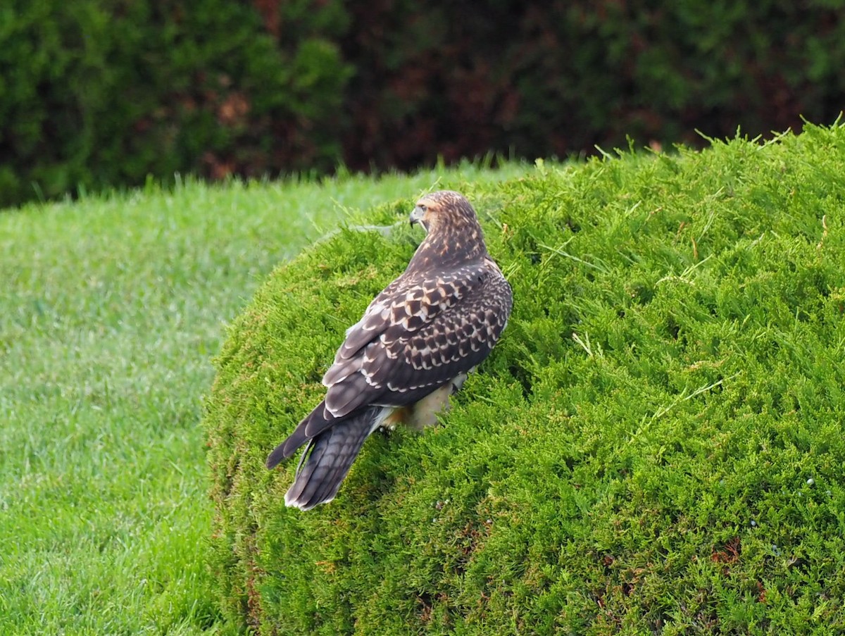 Buse de Swainson - ML646870314