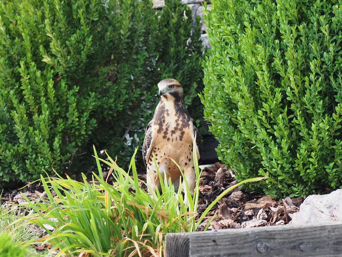 Buse de Swainson - ML646870315