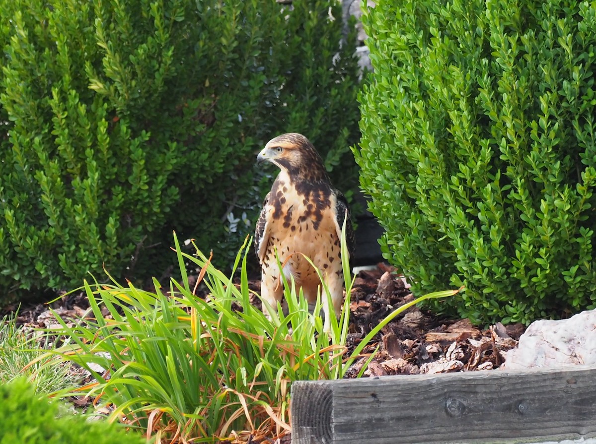 Buse de Swainson - ML646870316