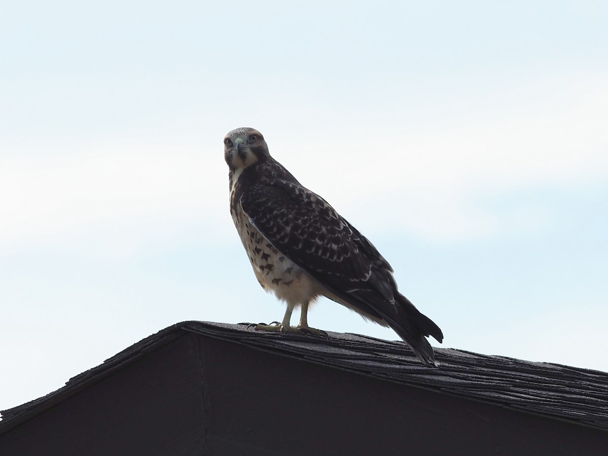 Buse de Swainson - ML646870317