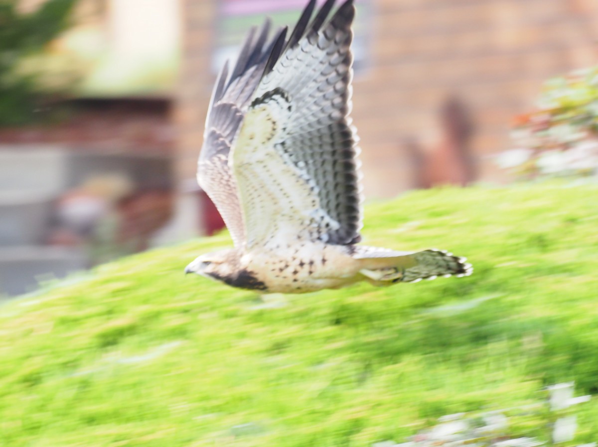 Buse de Swainson - ML646870318