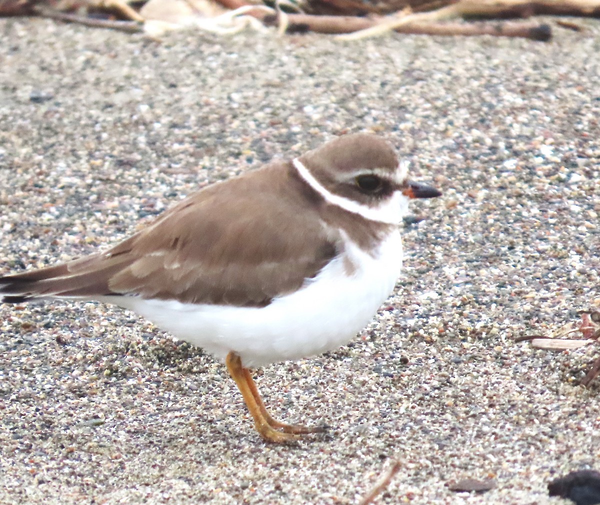 Eskimoregenpfeifer - ML646870319