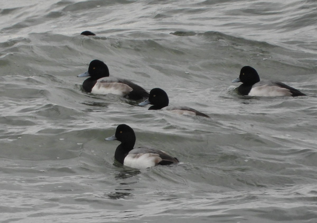 Морская чернеть - ML646870322