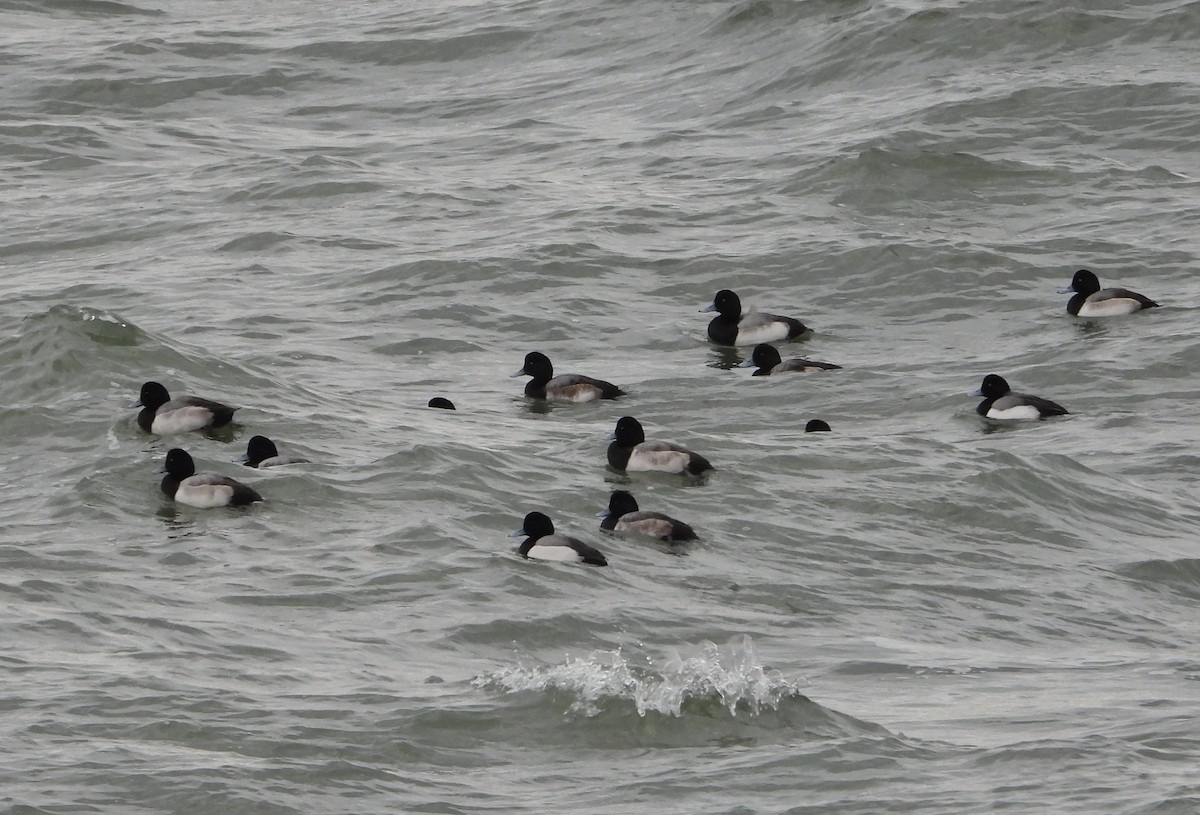 Морская чернеть - ML646870323