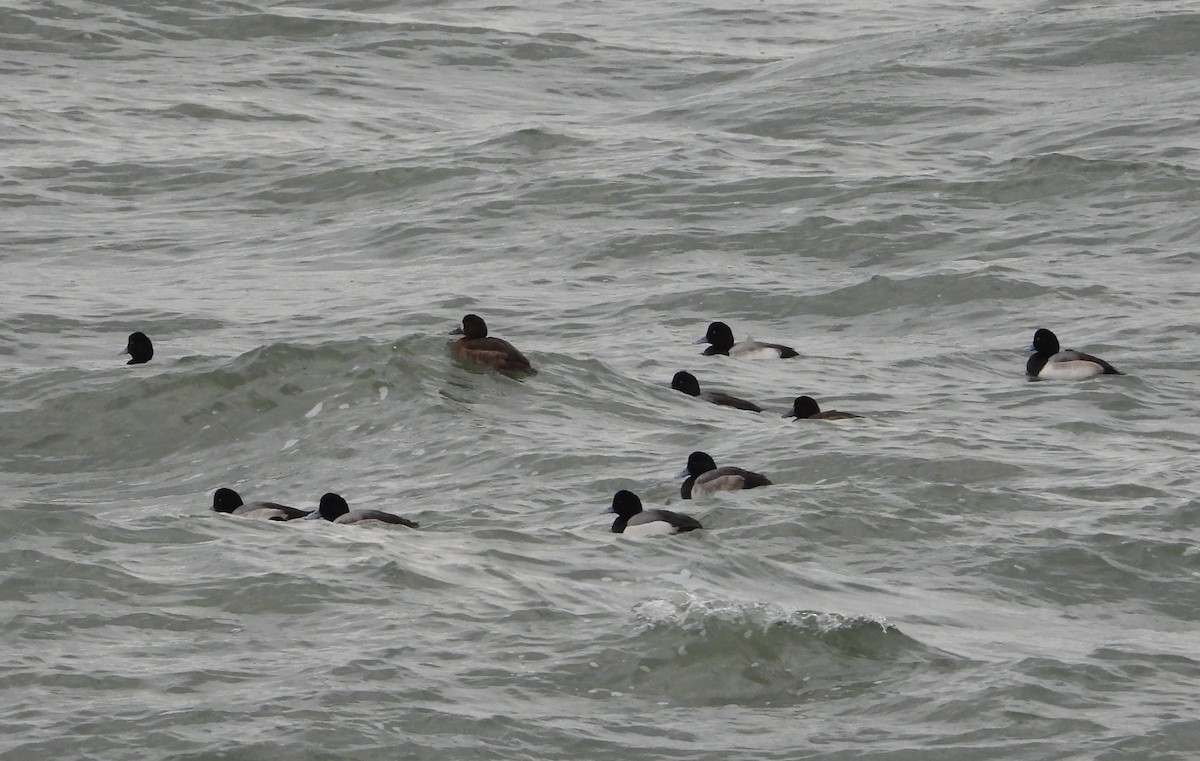 Морская чернеть - ML646870324