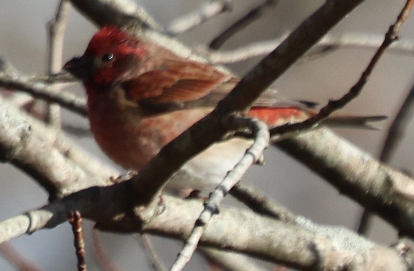 Purple Finch - ML646870326