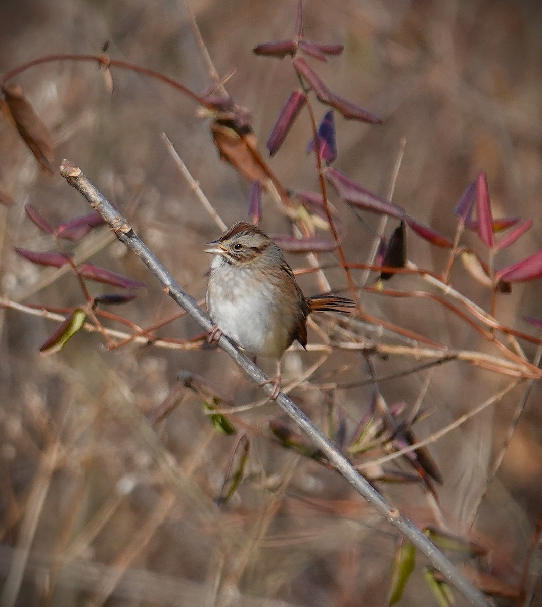 Swamp Sparrow - ML646870327