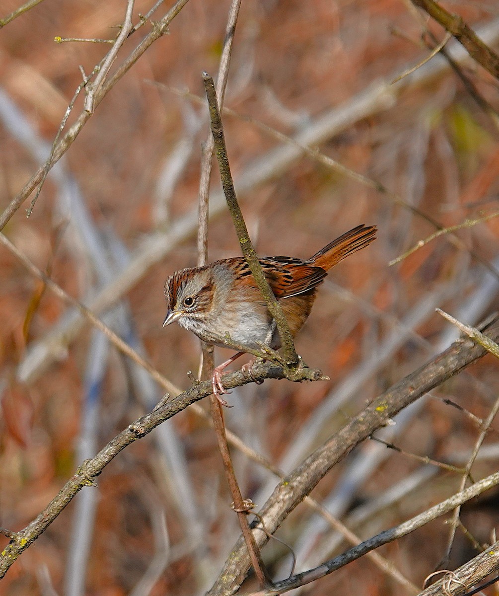 Swamp Sparrow - ML646870328