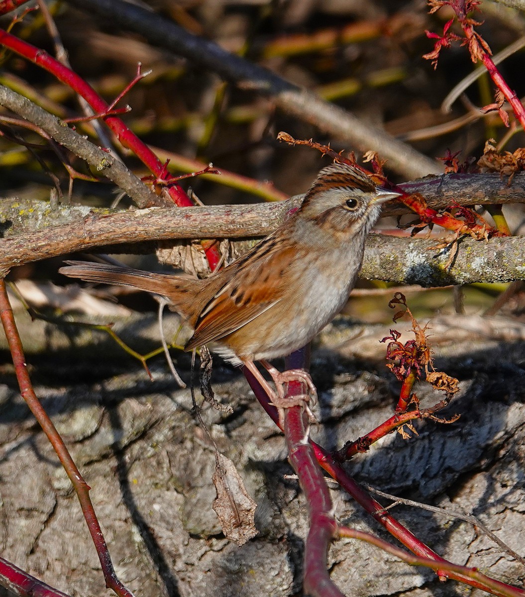 Swamp Sparrow - ML646870329