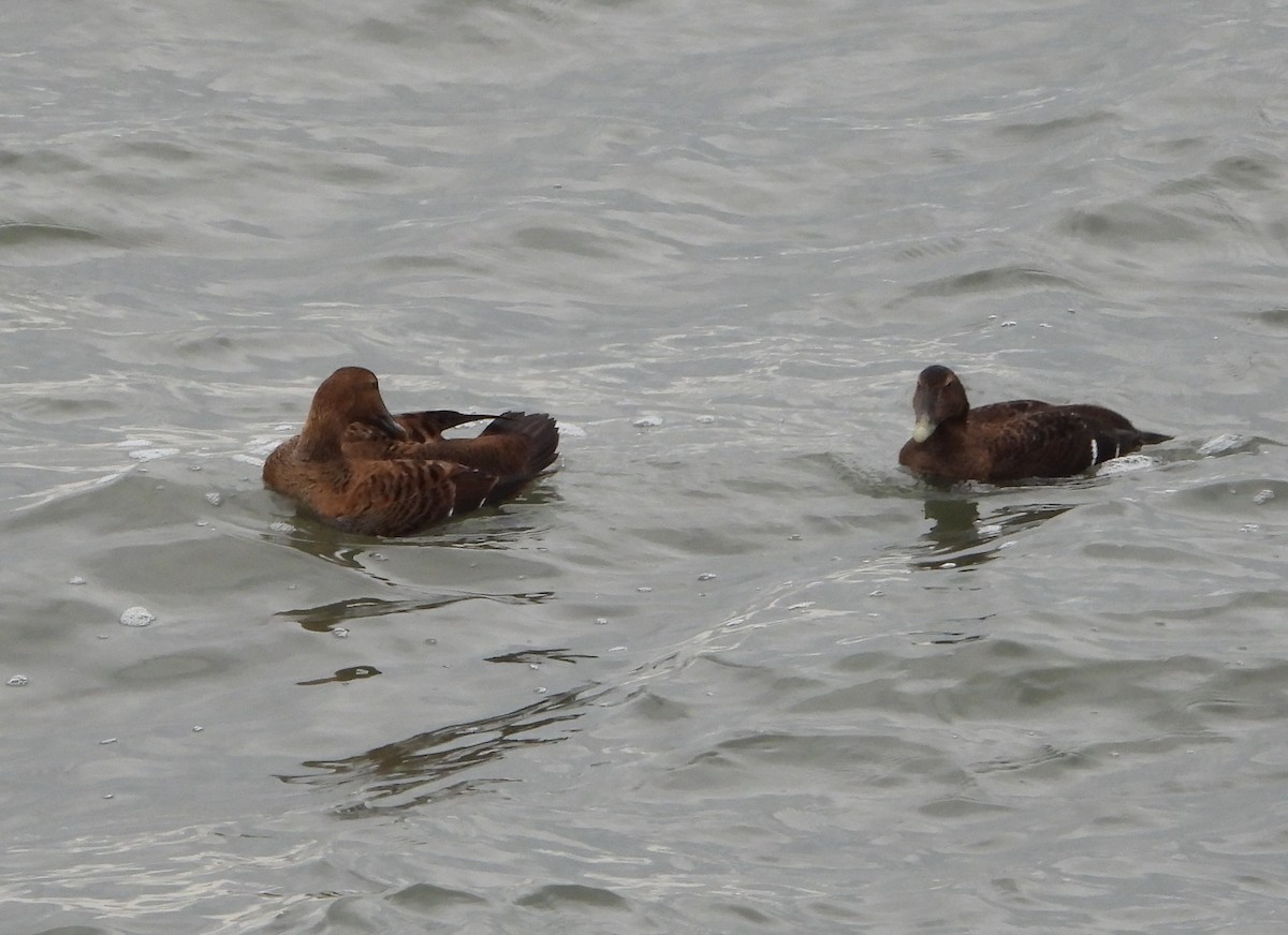 ærfugl - ML646870340