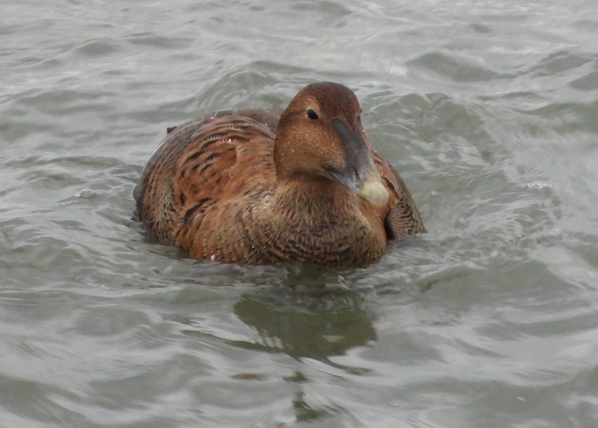 ærfugl - ML646870341