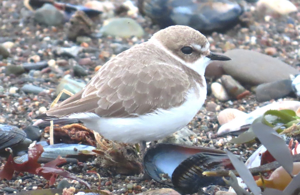 Schneeregenpfeifer - ML646870345