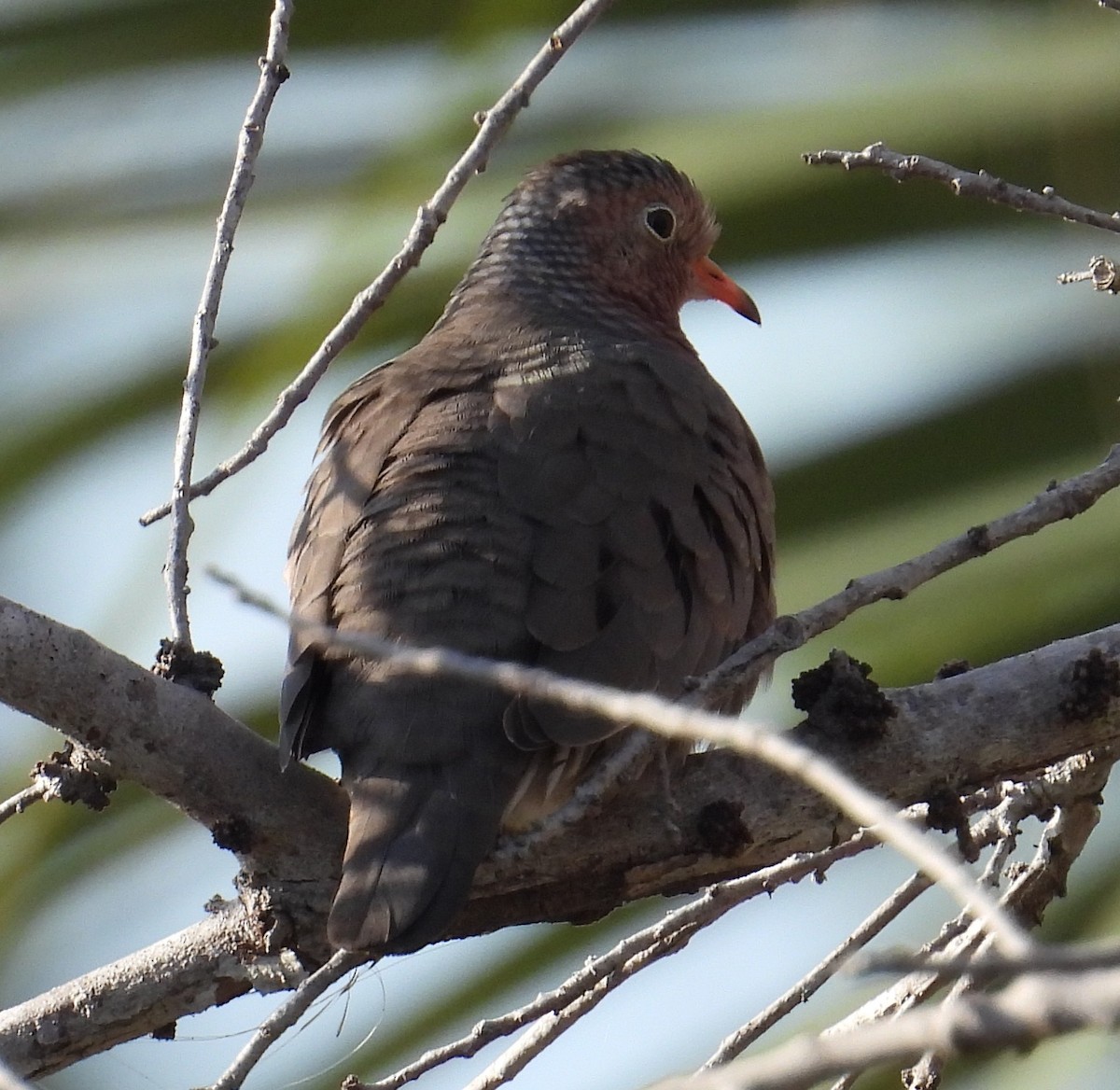 Common Ground Dove - ML646870367