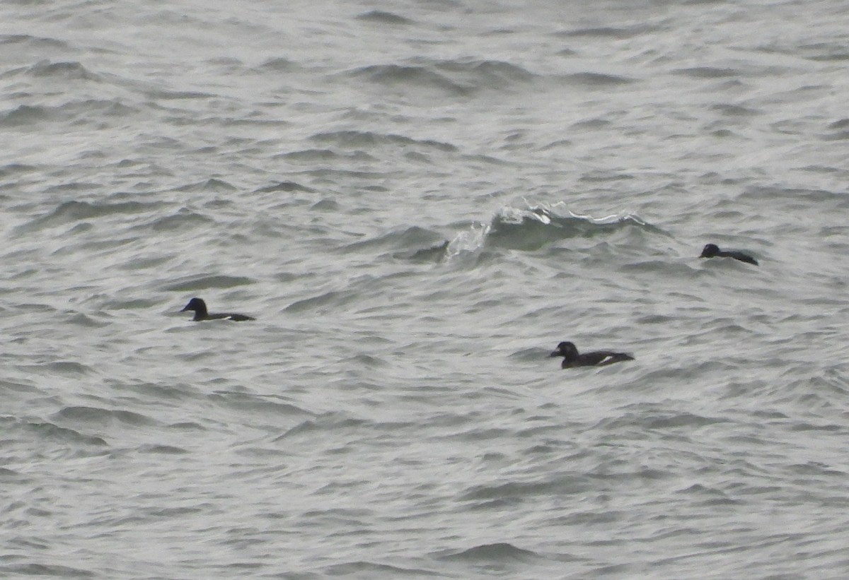 Белокрылый турпан - ML646870368