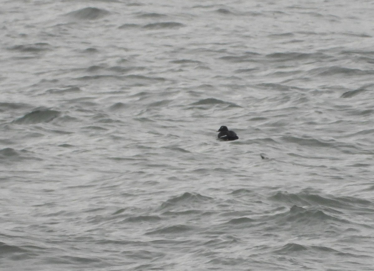 Белокрылый турпан - ML646870369