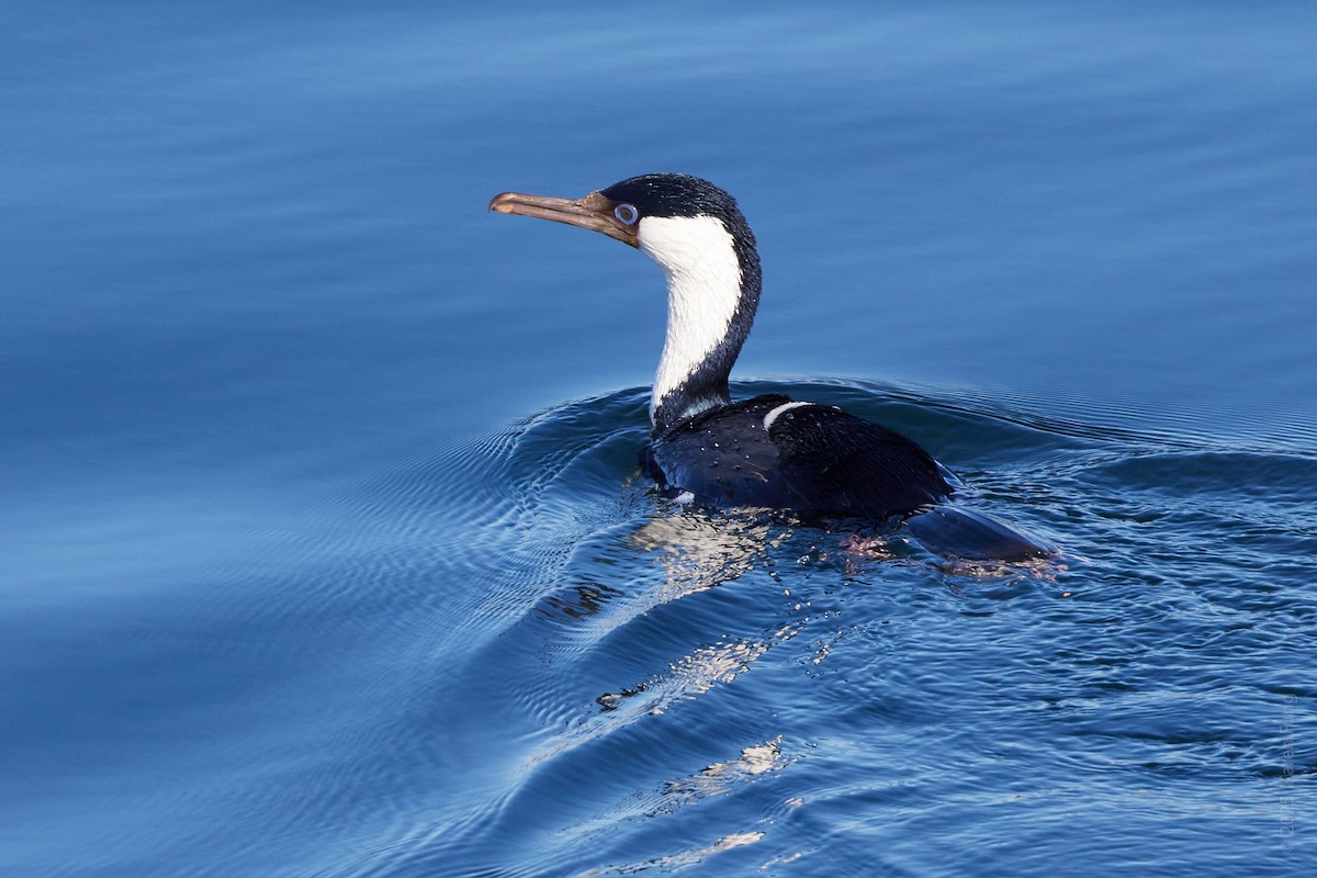 Imperial Cormorant - ML646870372