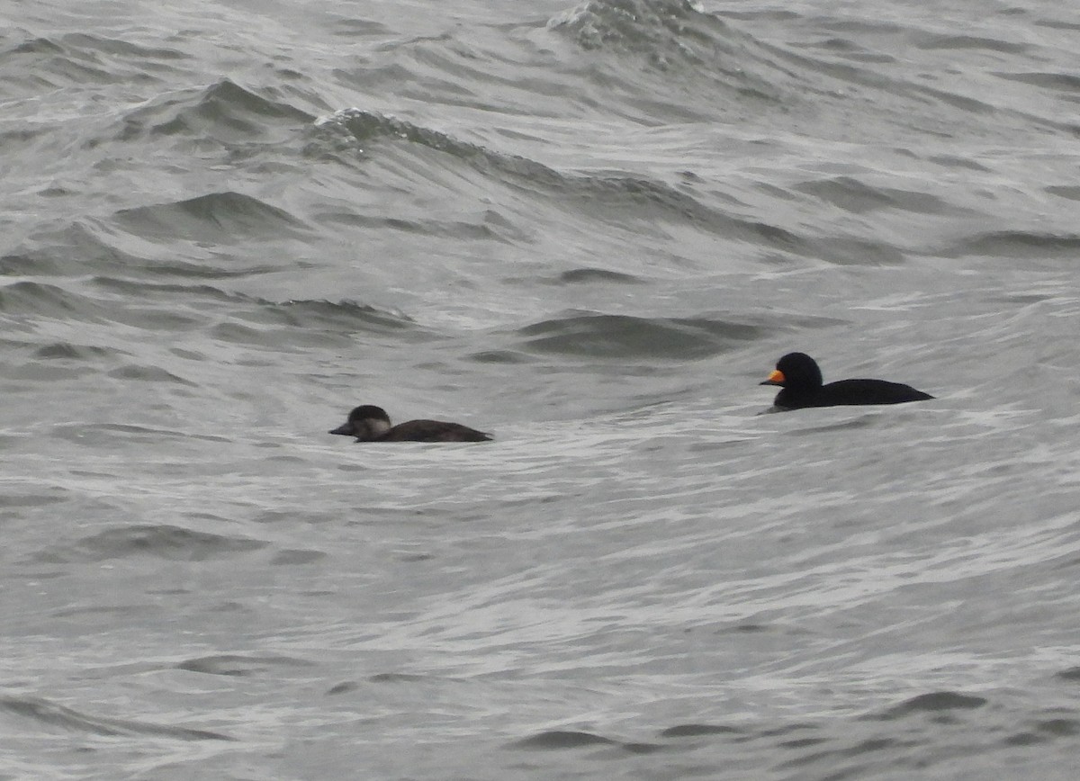 Американская синьга - ML646870376