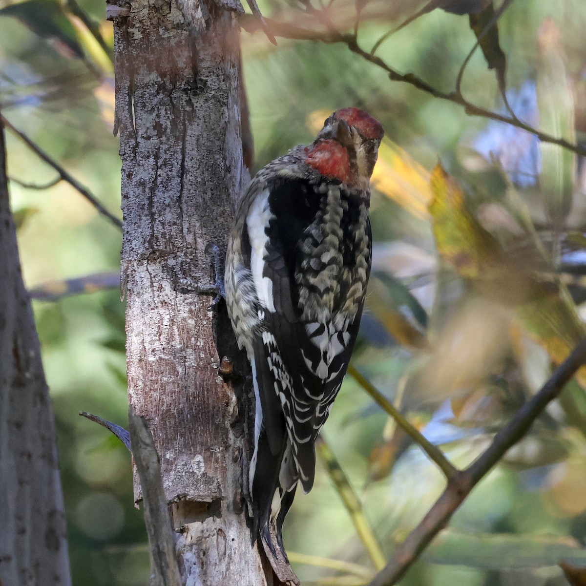 シルスイキツツキ - ML646870377