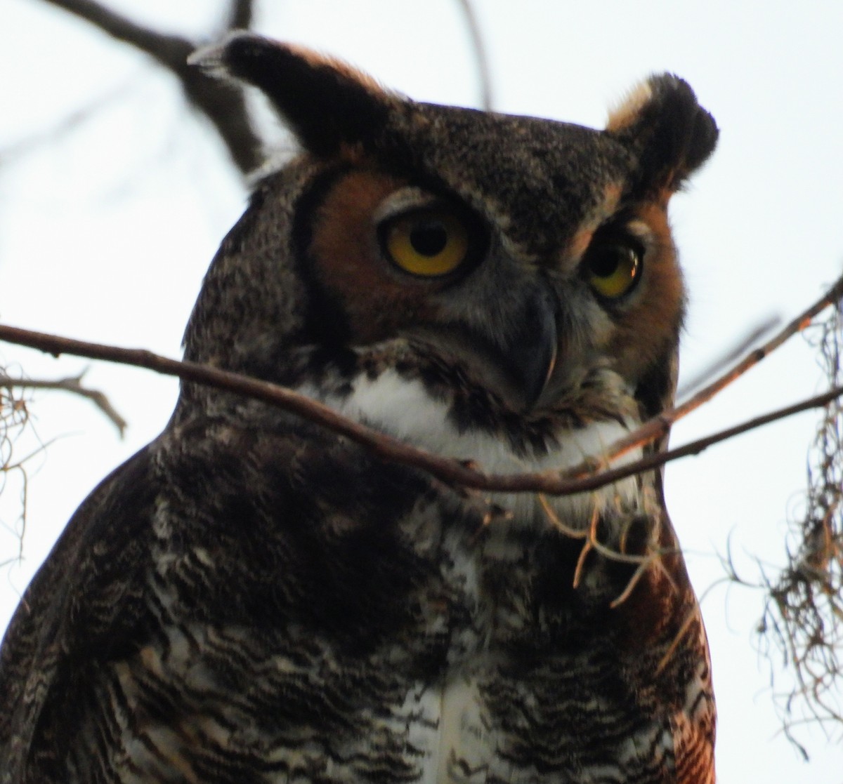 Great Horned Owl - ML646870378