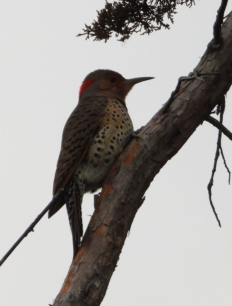 Шилоклювый дятел - ML646870382