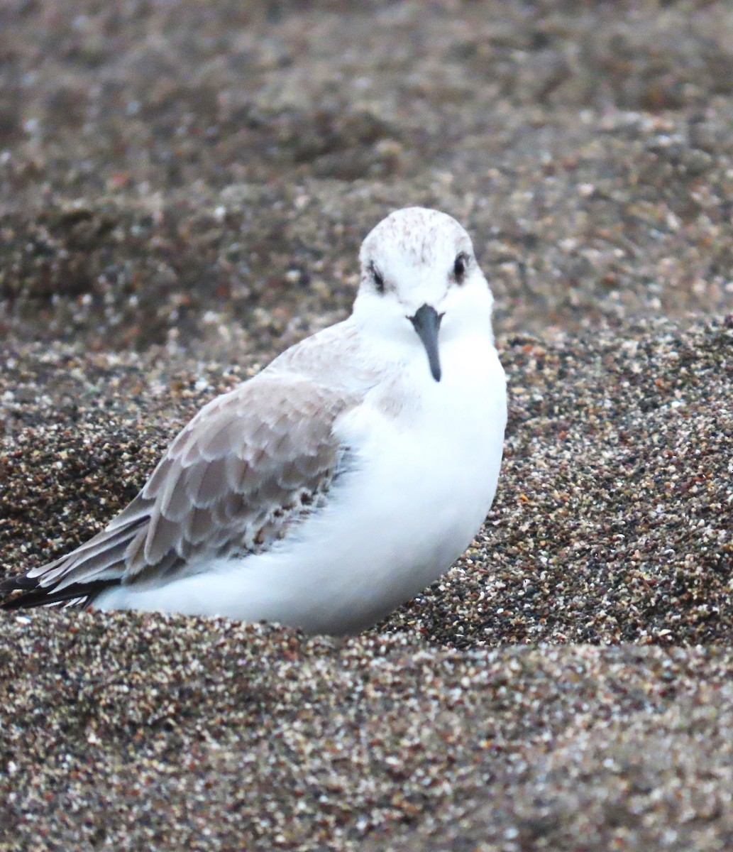 Sanderling - ML646870383