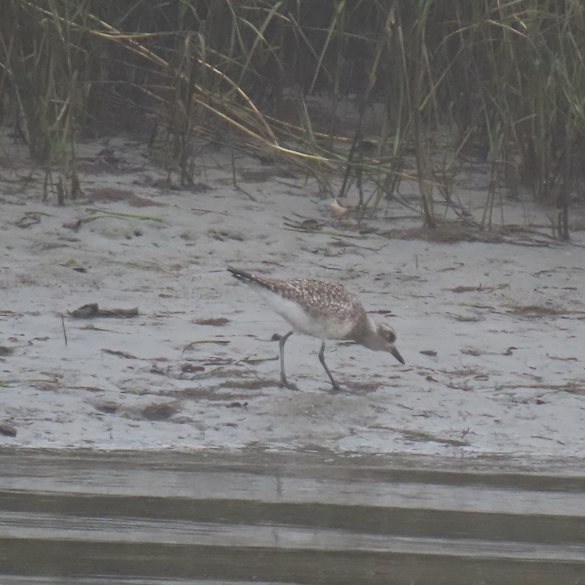 חופזי מנומר - ML646870394