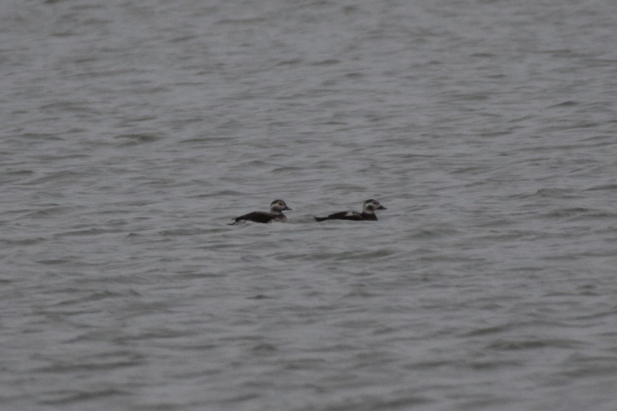 Морянка - ML646870397