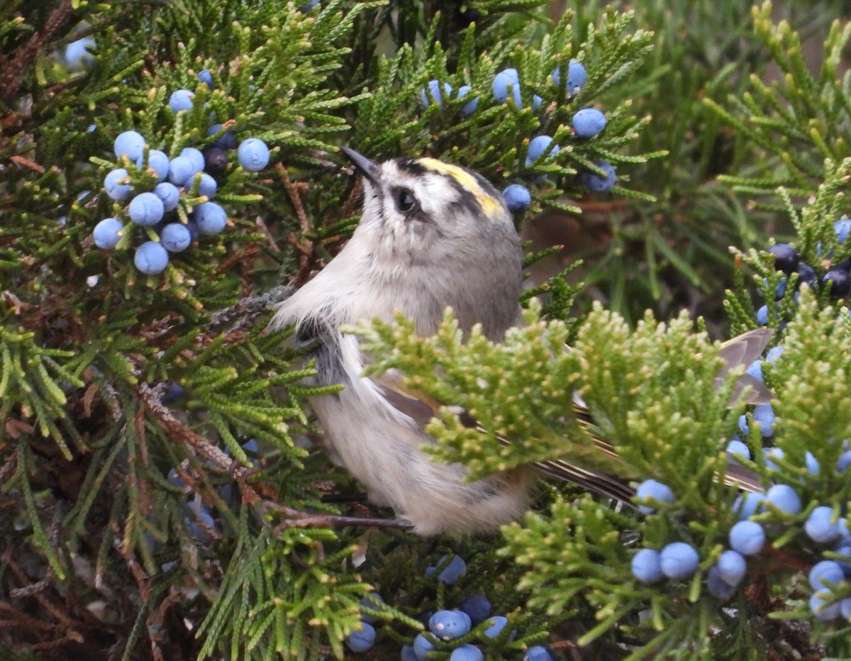 Золотоголовый королёк - ML646870398