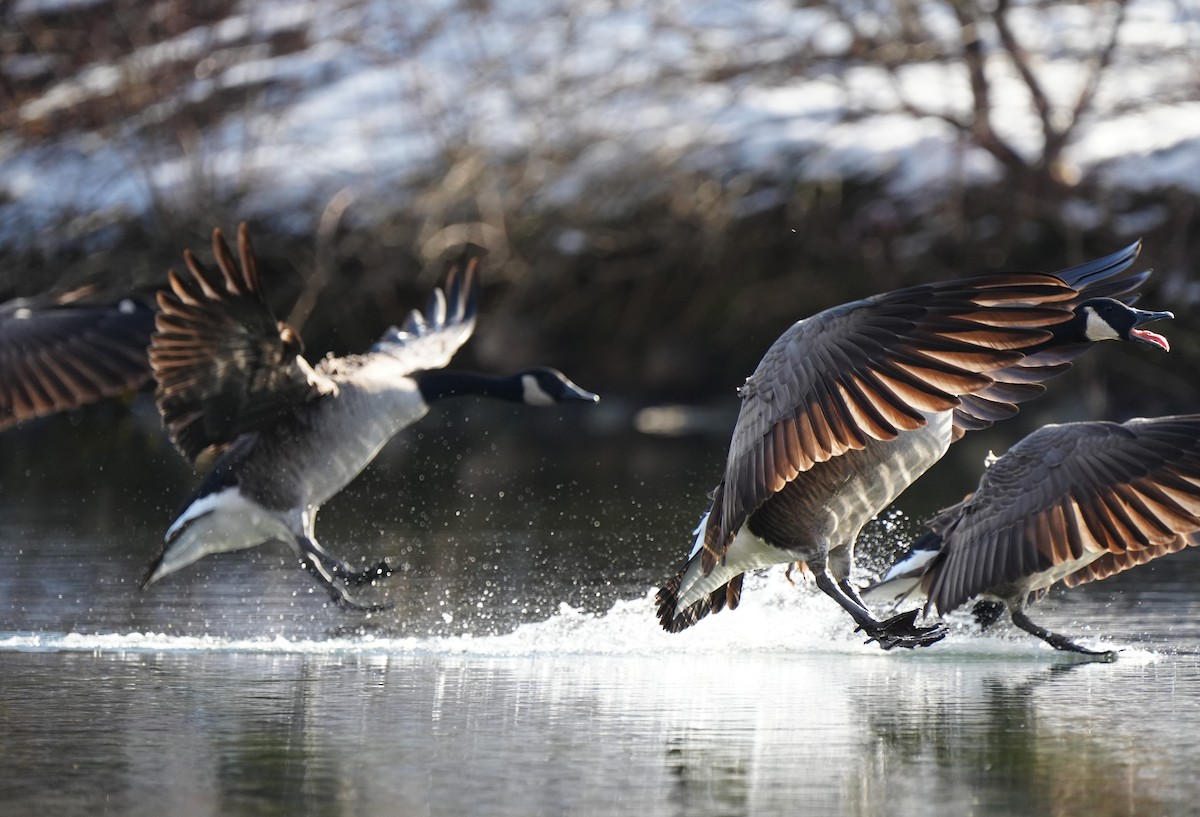 Канад галуу - ML646870399