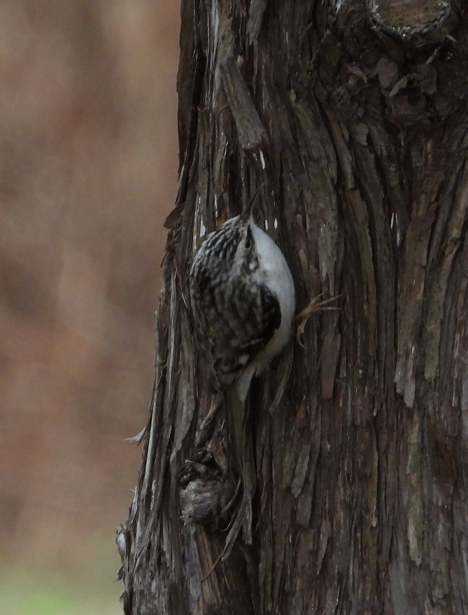 Американская пищуха - ML646870402