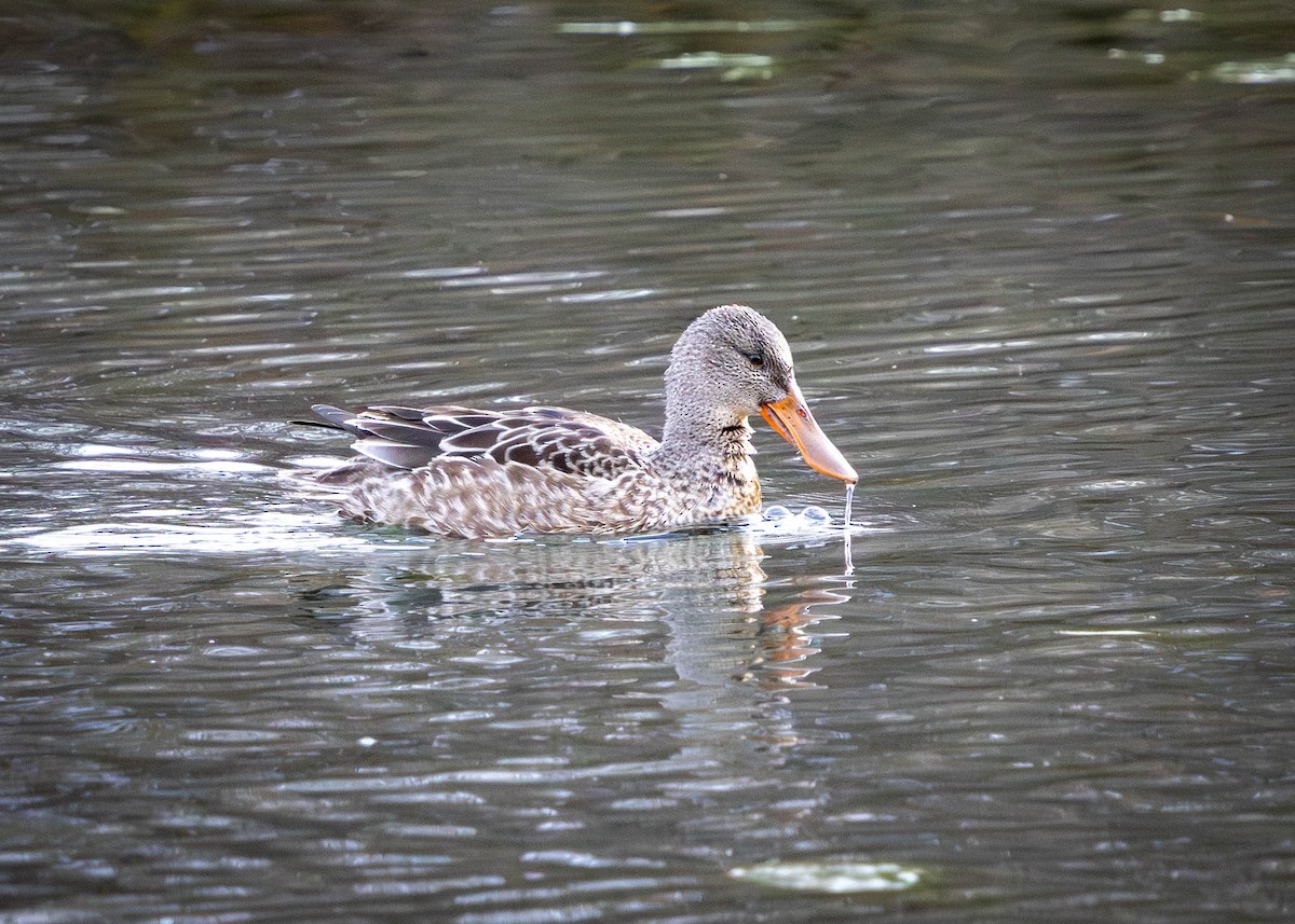 Canard souchet - ML646870403
